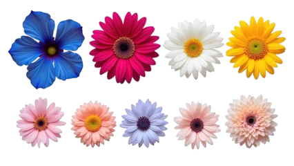 Fototapeten Gerbera Colorful flowers including blue pink white yellow and peach gerbera daisies on transparent background  © Dream Hub