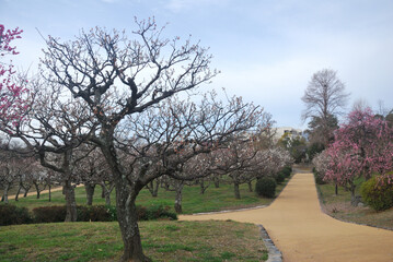 Fototapeta premium 梅の花