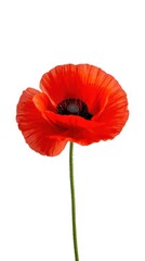 Obraz premium Vibrant red poppy flower standing elegantly against a stark white background
