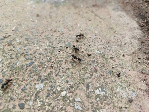 ant on the ground
