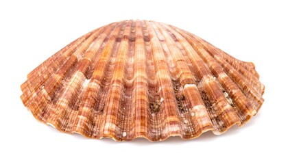 Obraz premium Detailed Close-up of a Textured Scallop Shell on a White Background.