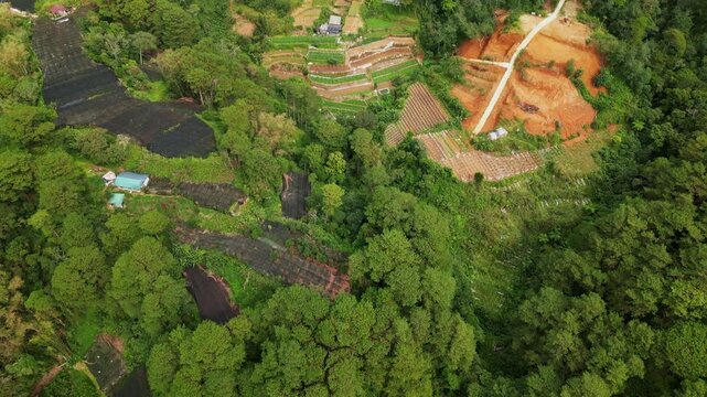 Aerial reveal of terraced, hillside farmlands amid lush mountain foliage at Benguet Province, Philippines