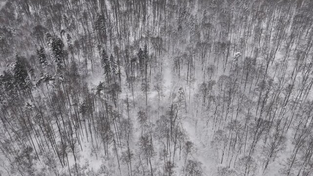 A drone view from above captures a winding snow-covered road cutting through a dense winter forest.