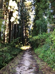 Fototapeta premium path in the woods