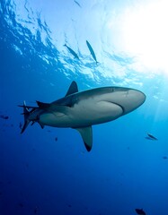 Fototapeta premium A shark swims underwater towards the sunlit surface