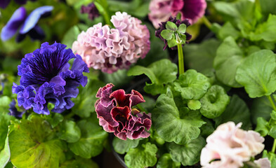Fototapeta premium Close up of Lavishly Ruffled Petals of Sato Pansy from Twilight and Antoinette Collection