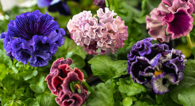 Close up of Lavishly Ruffled Petals of Sato Pansy from  Twilight and Antoinette Collection