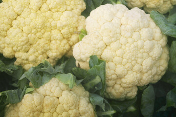 Fresh cauliflowers close up as background