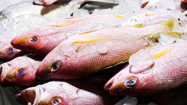 A vibrant, close-up photograph capturing a selection of fresh red snapper fish resting on a bed of crushed ice.