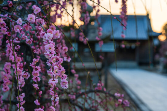 Plum Blossoms in Full Bloom at Tsunashiki Tenman Shrine(Furutenjin), Imabari, Ehime, Japan &ndash; Spring Landscape