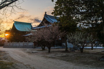 Naklejka premium Plum Blossoms in Full Bloom at Tsunashiki Tenman Shrine(Furutenjin), Imabari, Ehime, Japan – Spring Landscape