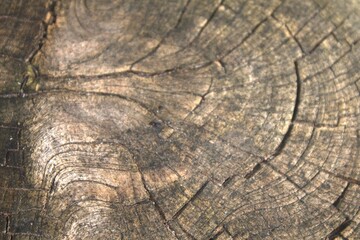 Fototapeta premium old wood texture