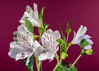 Fototapeta premium White Alstroemeria Lilies with Purple Streaks on Magenta Pink Background