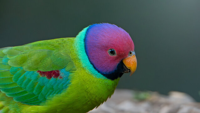 Male Plum-headed Parakeet (Psittacula cyanocephala) portrait in Sattal, Uttarakhand, India