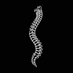 Human spine anatomy illustration, medical representation of the vertebral column and its natural curvature for healthcare and biological education