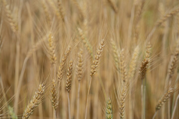 Obraz premium Golden barley fields in the countryside at sunset. Green crops grow under the sunlight. Rural scenery, harvest season, agriculture, the tranquility of nature.