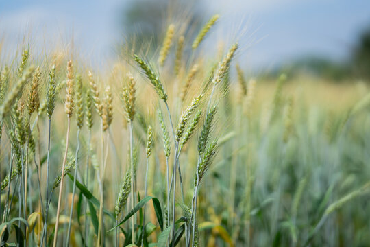 Golden barley fields in the countryside at sunset. Green crops grow under the sunlight. Rural scenery, harvest season, agriculture, the tranquility of nature.