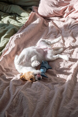 Small dog playing on back with toy on pink and green bedsheets.