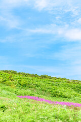 オロロンの島 焼尻島(やぎしりとう)を行く
