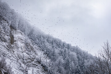 A dark flock wheels above a frosted mountain forest as ridges fade into mist and the pale sky presses low capturing the stark poetry of winter on a quiet rugged hillside
