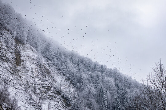 A dark flock wheels above a frosted mountain forest as ridges fade into mist and the pale sky presses low capturing the stark poetry of winter on a quiet rugged hillside