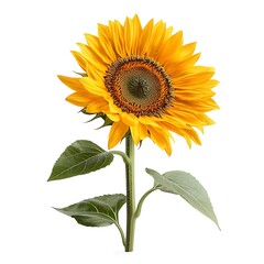 Naklejka premium Vibrant Single Sunflower with Bright Yellow Petals and Green Leaves Isolated on White Background