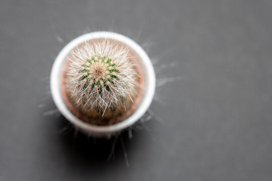 Top view of small cactus (Parodia leninghausii) in white pot on dark background. Green spiky houseplant with copy space, simple studio shot.