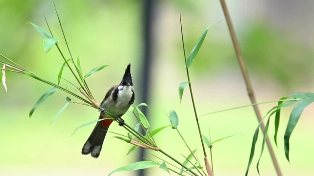 Red Whiskered Bulbul Perched on Bamboo Branch with Quick Takeoff Wildlife Footage