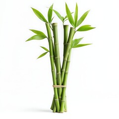 Fototapeta premium Fresh Bamboo Stalks with Green Leaves on White Background for Tranquil Nature Decor