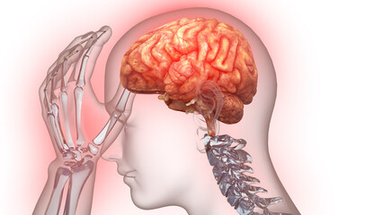 Human Suffering with Severe Headache Anatomy