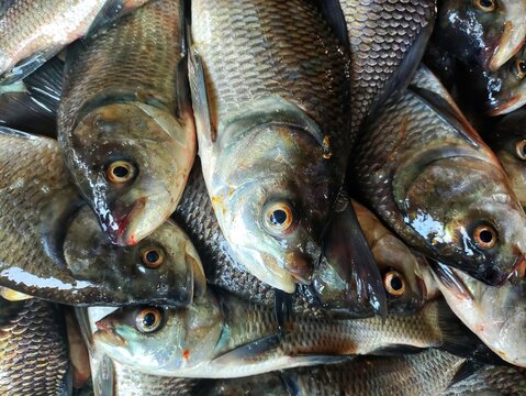 heap of large catla Indian river fish ready for sale after farming in culture pond HD