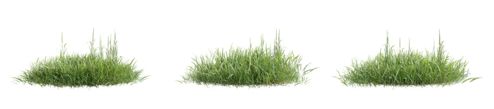 Lush green wild grass patches isolated on transparent background 3d rendering png