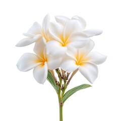 Obraz premium Elegant White Frangipani Flowers on Isolated Background with Soft Yellow Highlights