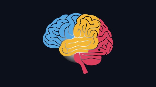 Colorful Human brain anatomy animation showing lobes with pulsating