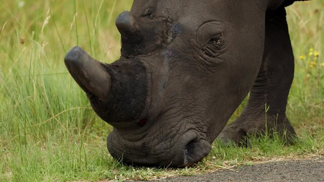 Rare Footage closeup portrait of White horn Rhino walking breeding, lips chewing grass in South Africa savannah. Safari national park. Wild animals exotic nature mammal animals in natural habitat.