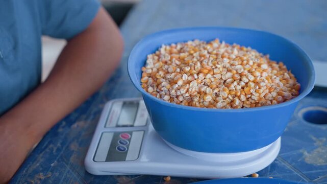 Black hand adding corn to scale bowl during careful weighing, focused closeup precise portioning for seeds or recipe, steady wrist, digital display reading, textured kernels, methodical domestic task