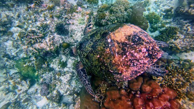 Top down underwater view of a green sea turtle gliding above a coral reef in Bali. Detailed shell pattern and reef textures in clear tropical ocean water.