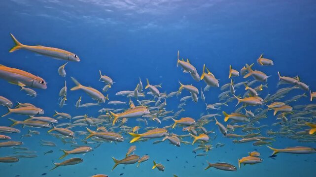 A huge school of yellow snappers swims peacefully just below the calm, turquoise blue ocean's surface.