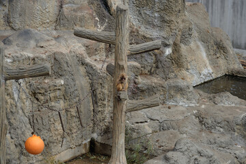 市川市動植物園、猿山