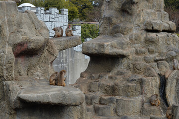 市川市動植物園、猿山