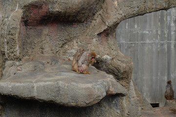 市川市動植物園、猿山