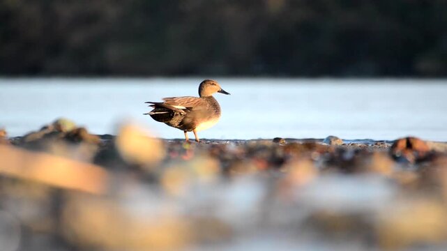 Gadwall duck standing on rocky lakeshore at eye level with cinematic shallow depth scene. Wild waterfowl by calm lake shoreline showing natural behavior and moody horizontal composition.