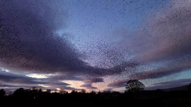 Thousands of starlings twisting and turning in one huge murmuration against evening sky