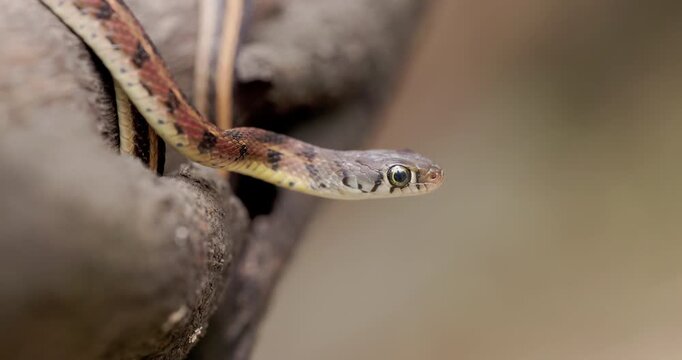 Closeup of a Buff-striped Keelback snake head with large round pupils and yellow markings.