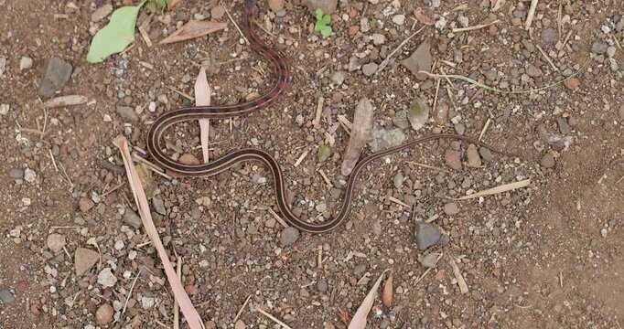 Buff-striped Keelback snake glides across the ground in slow-motion, showing its vivid yellow stripes.