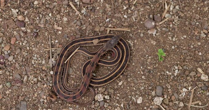 Colourful Buff-striped Keelback uncoils from the ground, flicking its tongue as it moves in slow motion.