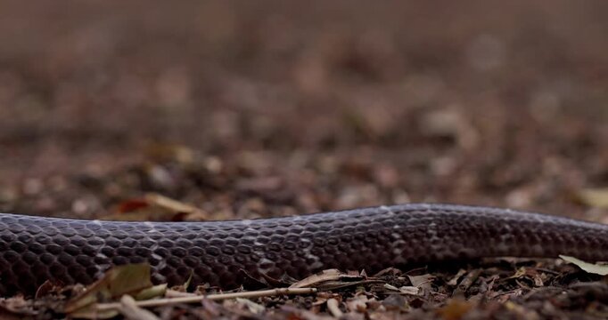 Ground-level macro: Dark Common Krait snake slithers across the frame in smooth slow motion.