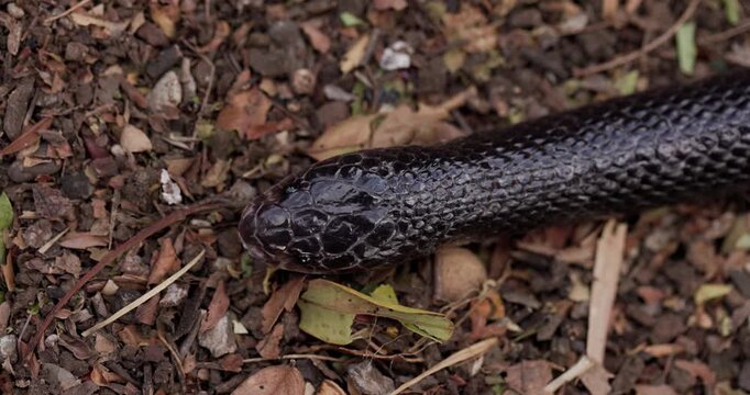 Glossy Common Krait head shot showing sensory pink tongue flick in slow motion.