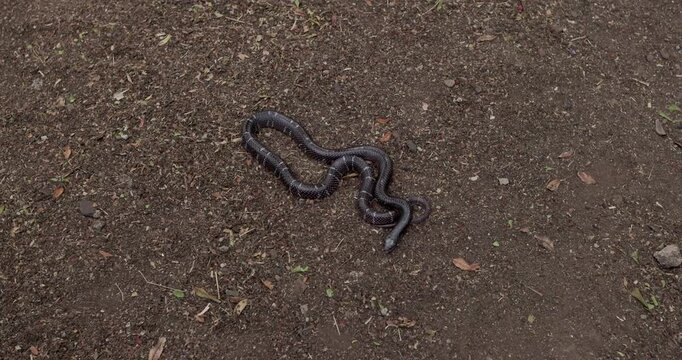 Venomous Common Krait macro: Slender black snake with white bands sensing with tongue on the sand.