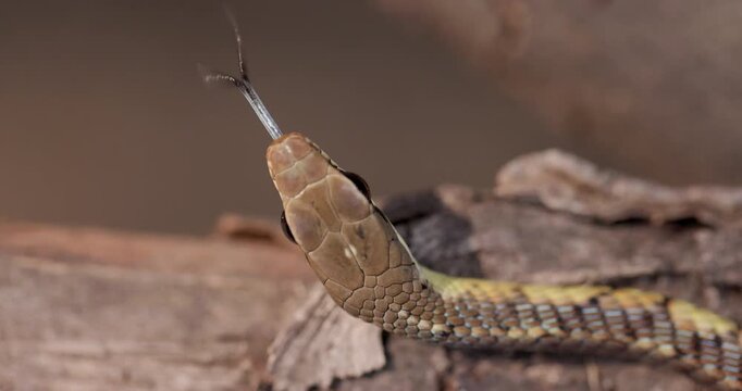 Overhead macro: Bronze-backed Tree Snake head scales and flickering forked tongue in slow motion